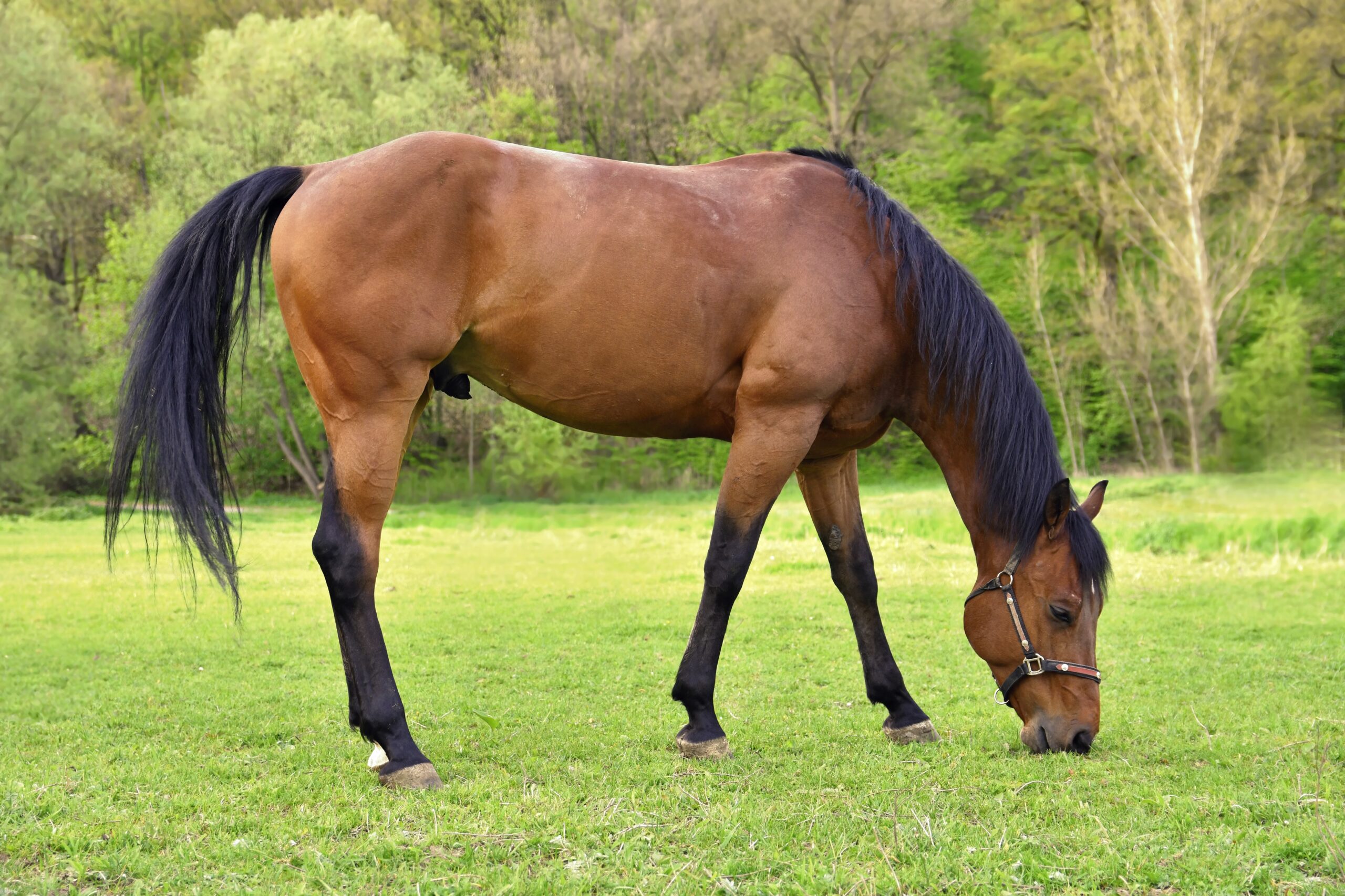 Quelle nourriture pour mon cheval ?